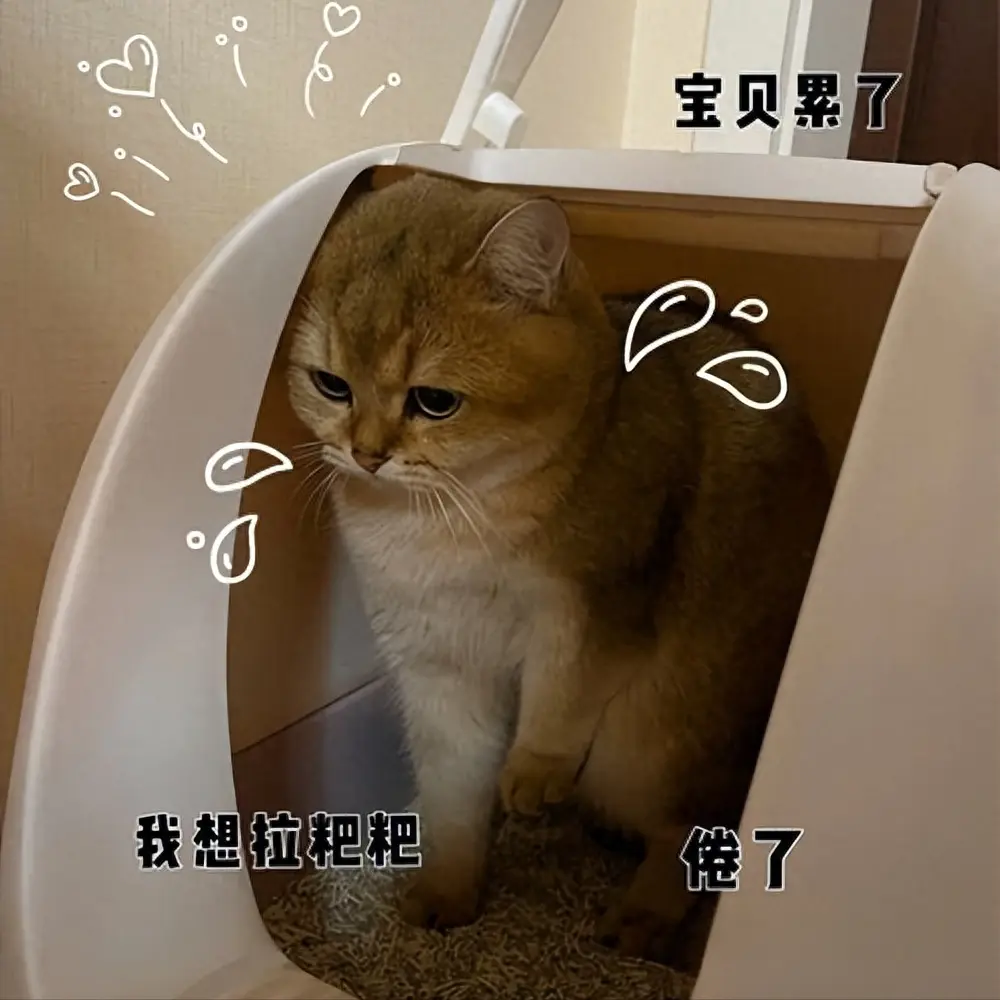 猫咪体内有虫可能会引发多种健康问题，这几个征兆你注意了吗？