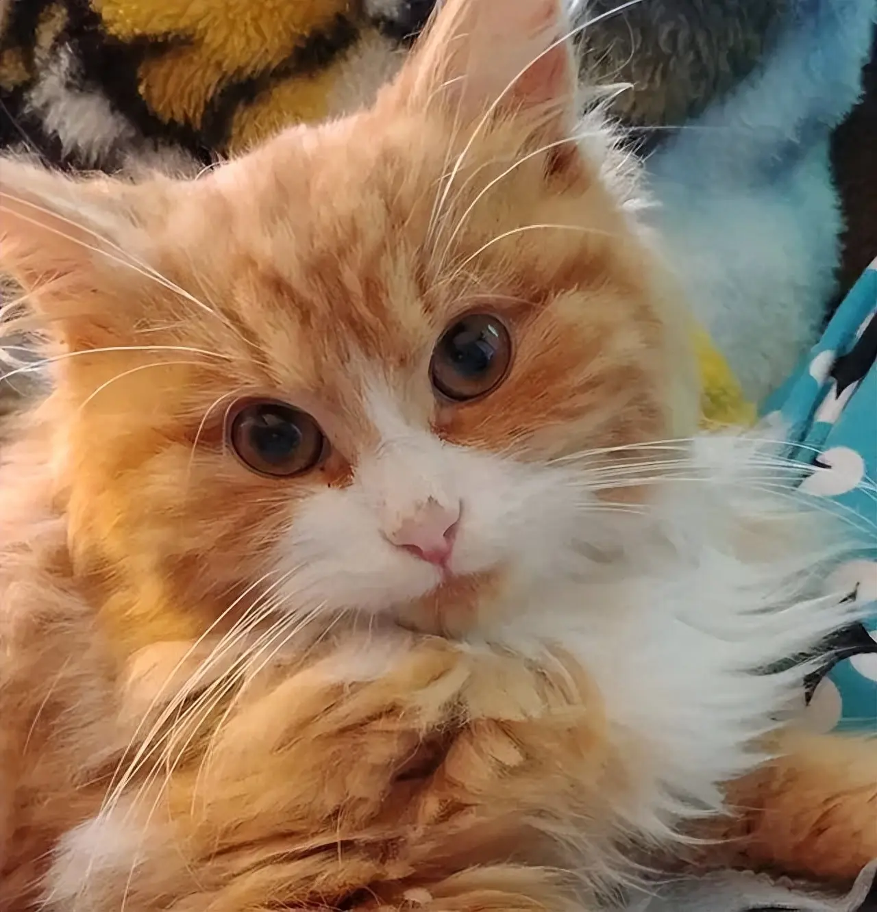 女子心爱的猫咪去世，不久后救下一只超美的橘猫：像是注定的