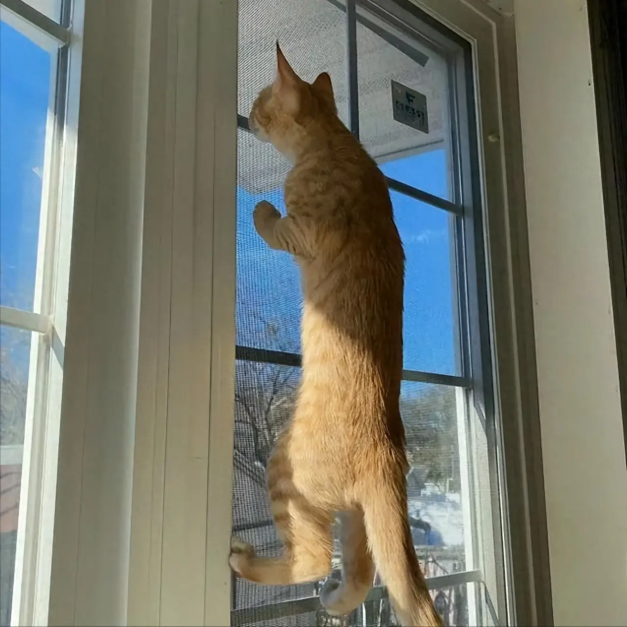 养猫第一件事是什么？封窗！网友：我家猫从窗户跳了下去，我失去了它
