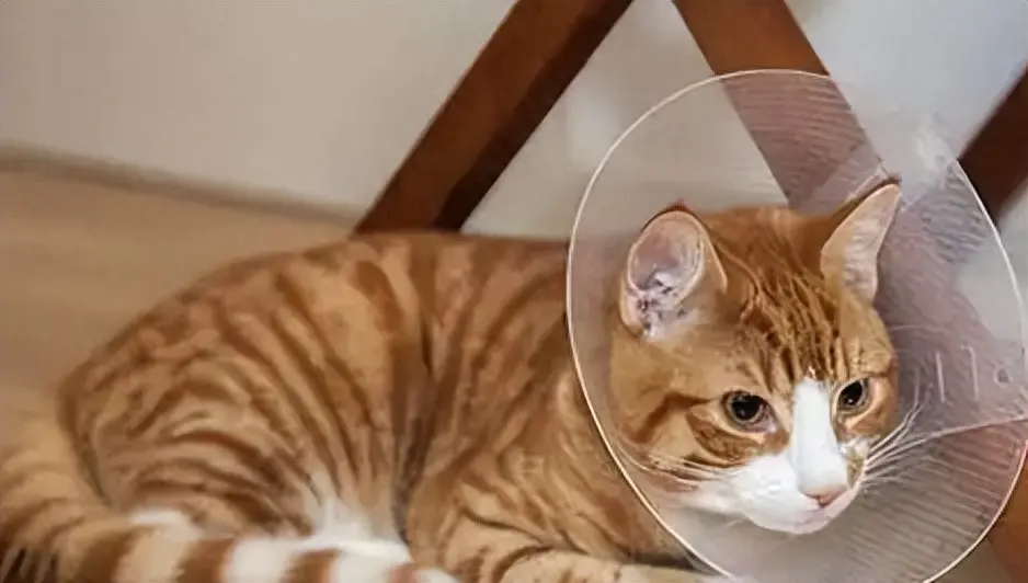 网友：在外面收养了一只流浪橘猫，但是在半年后，还是把它扔了~