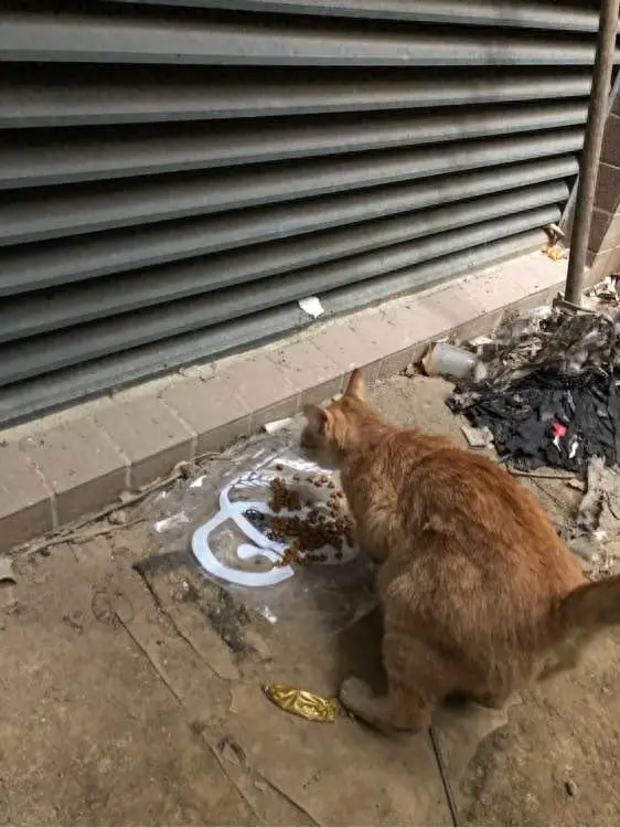 网友：在外面收养了一只流浪橘猫，但是在半年后，还是把它扔了~