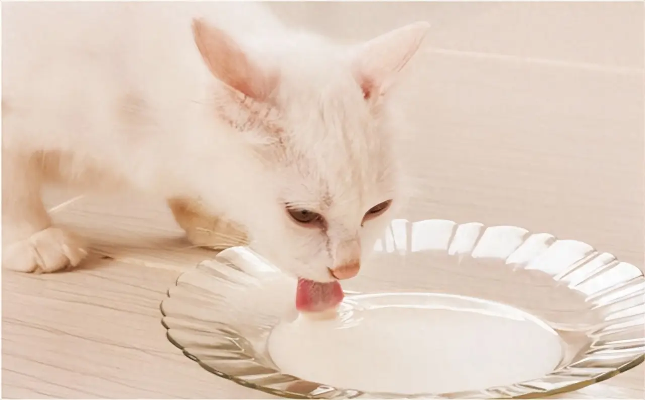 猫咪便秘并不是什么大问题，可以给猫咪喂食以下几种食物
