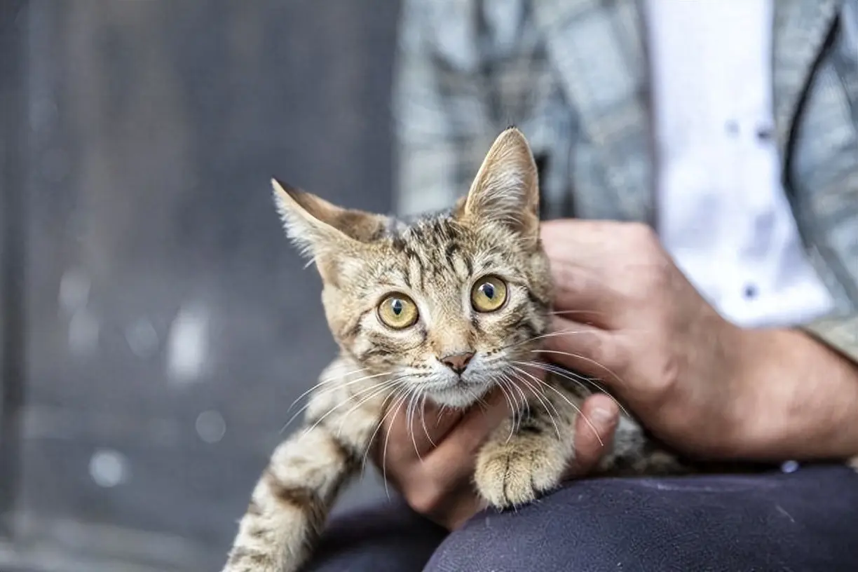 怎么判断流浪猫是否渴望被收养呢？可以通过这些行为判断