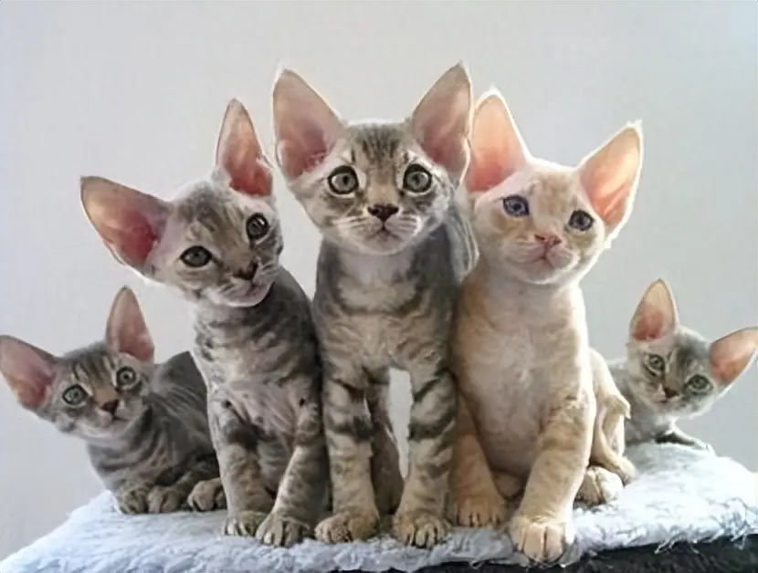 德文卷毛猫，起源于1960年，它们是宝藏般的猫咪！你想要拥有吗？