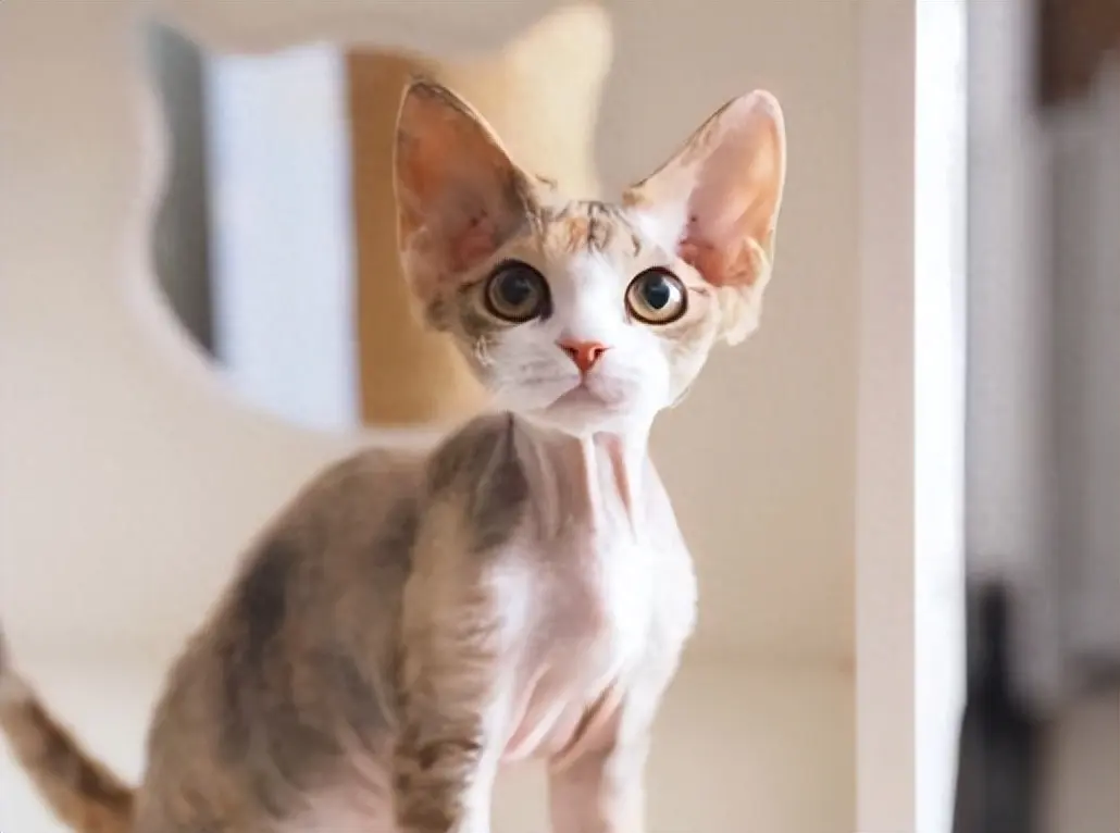 德文卷毛猫，起源于1960年，它们是宝藏般的猫咪！你想要拥有吗？