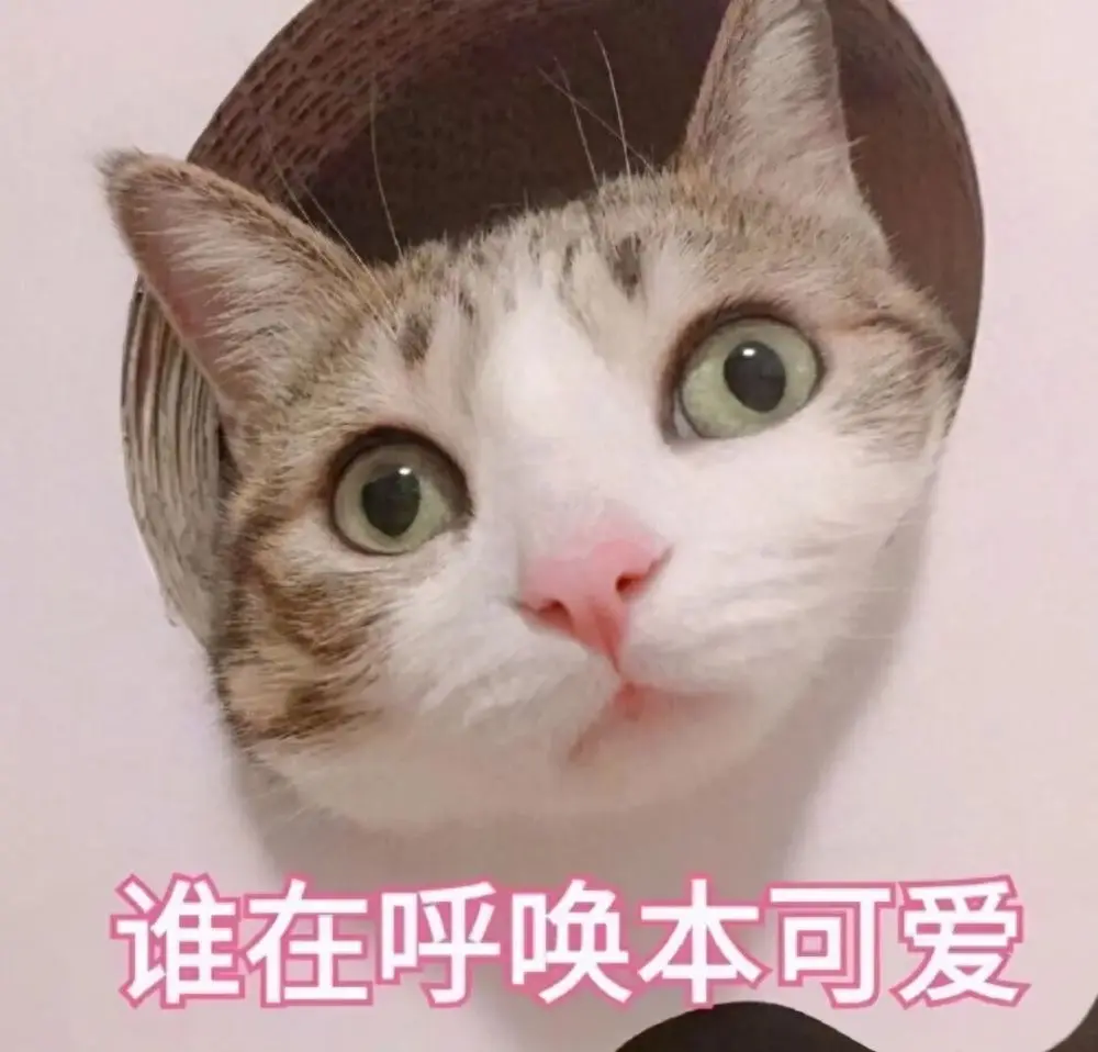 中国有着悠久的养猫史，你知道古代人是如何养猫的吗？