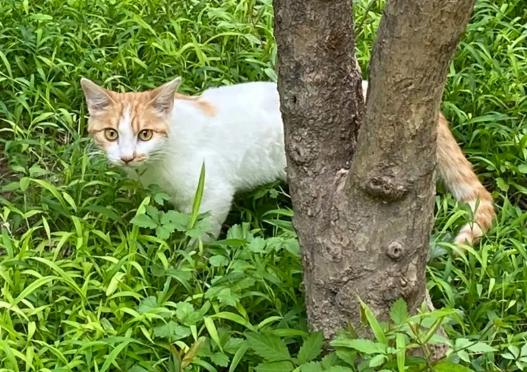 网友带三只猫一起出差，却在半路全部丢失，好在结局圆满！