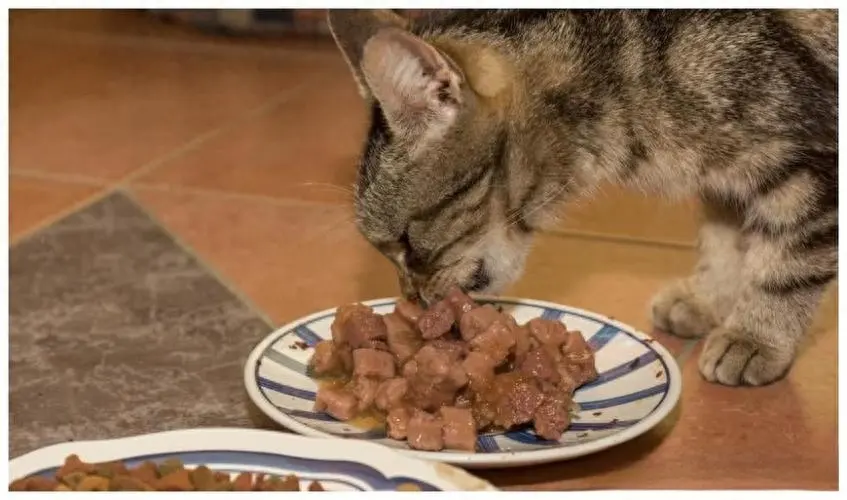 以下几种食物在猫咪眼里就是“猫间美味”，快给你家猫咪准备吧！