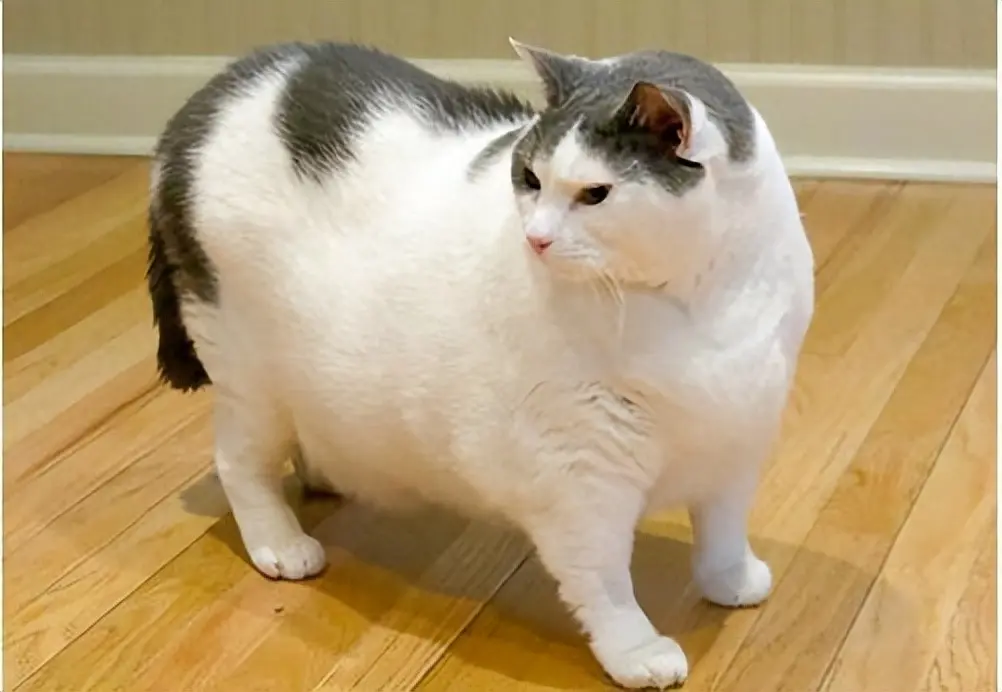 一只猫太胖或者太瘦都不健康，猫咪的标准体重是多少呢？