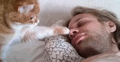 其实一只猫大早上“叫醒你”，不是吵你，原因有这些！