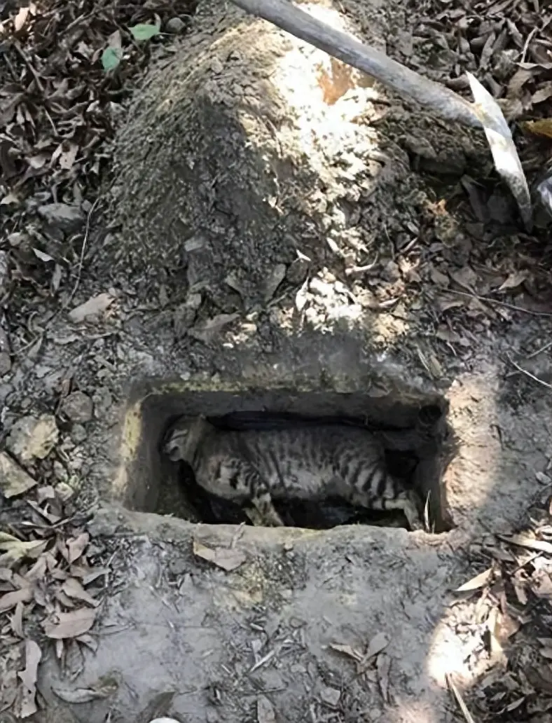 为什么猫咪死后不能“埋土里”？其实是有一定的科学依据的！