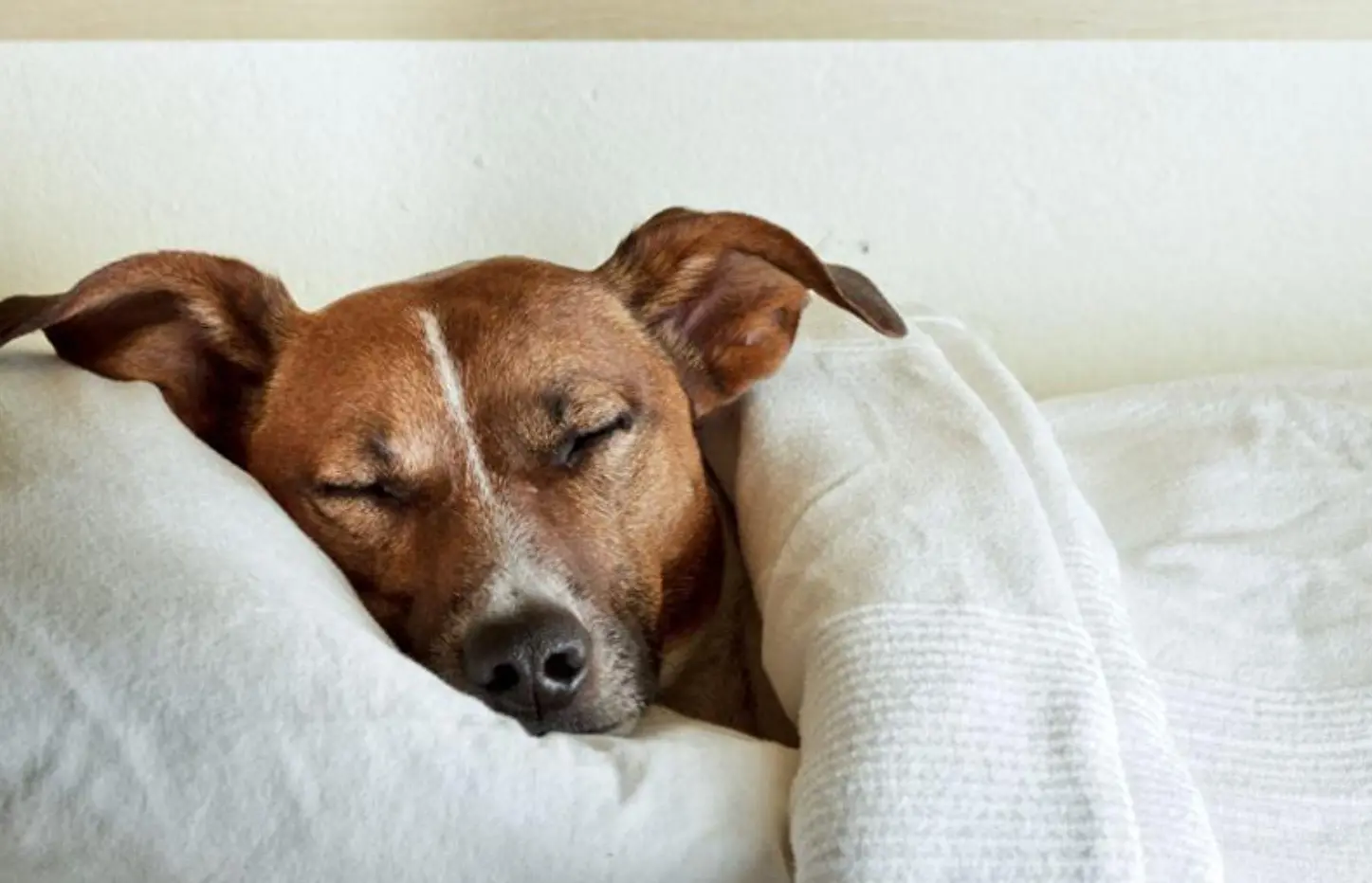 你知道你家狗过得幸福吗？其实狗狗过得幸福时，就会有这些睡姿！