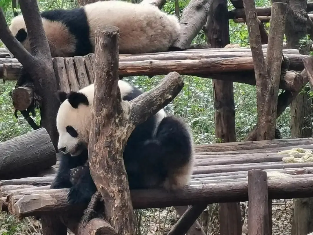 因自家羊被咬死，云南一村民怒杀大熊猫剥皮卖肉，最后结果怎样了