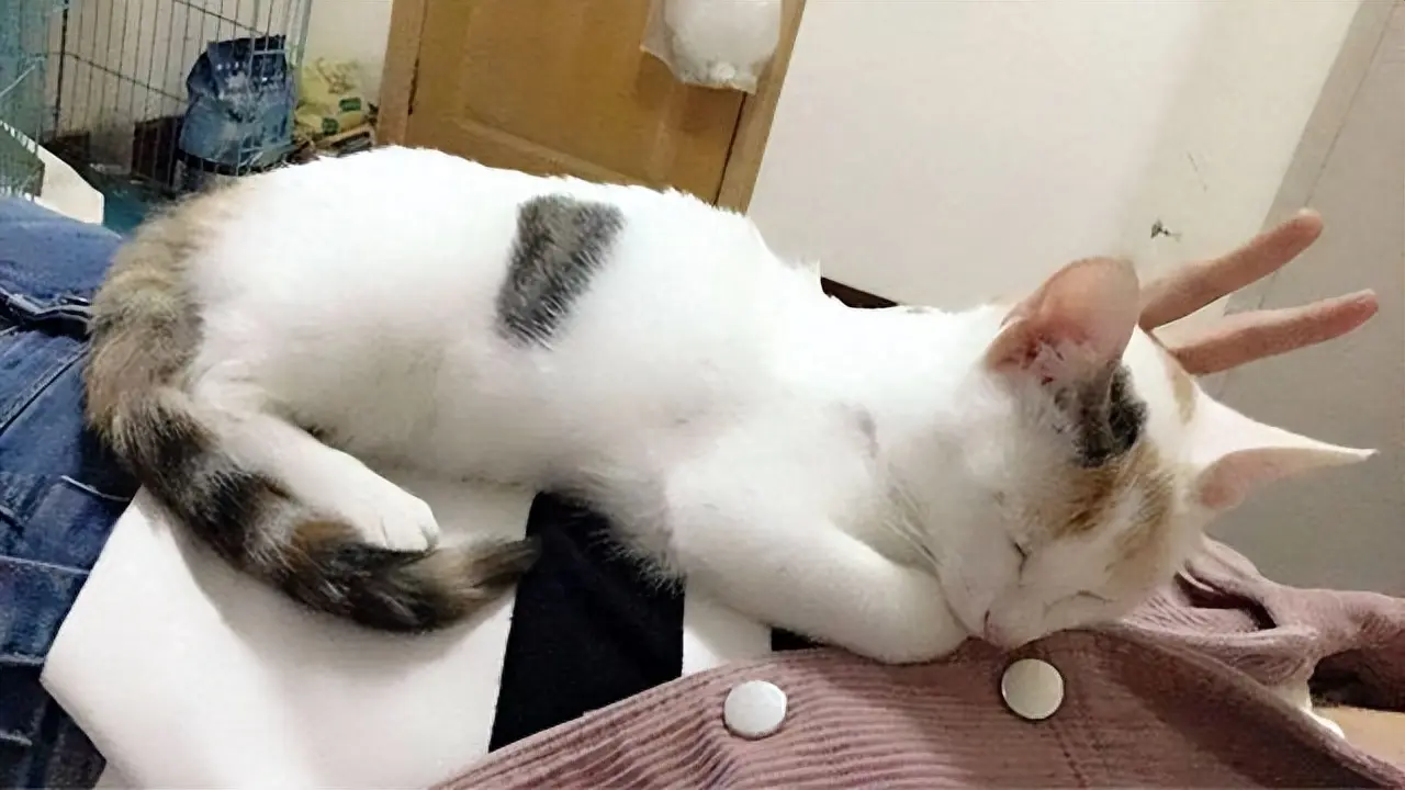 为什么猫咪喜欢睡在主人身边？或者睡在主人的床上？