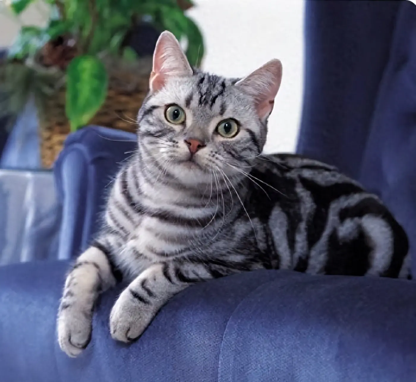 纯种美短猫才有8种特征，并不是所有的美短猫都是纯种的