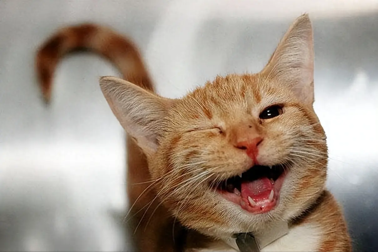 养了只情绪低落的橘猫，后来它开始笑了！