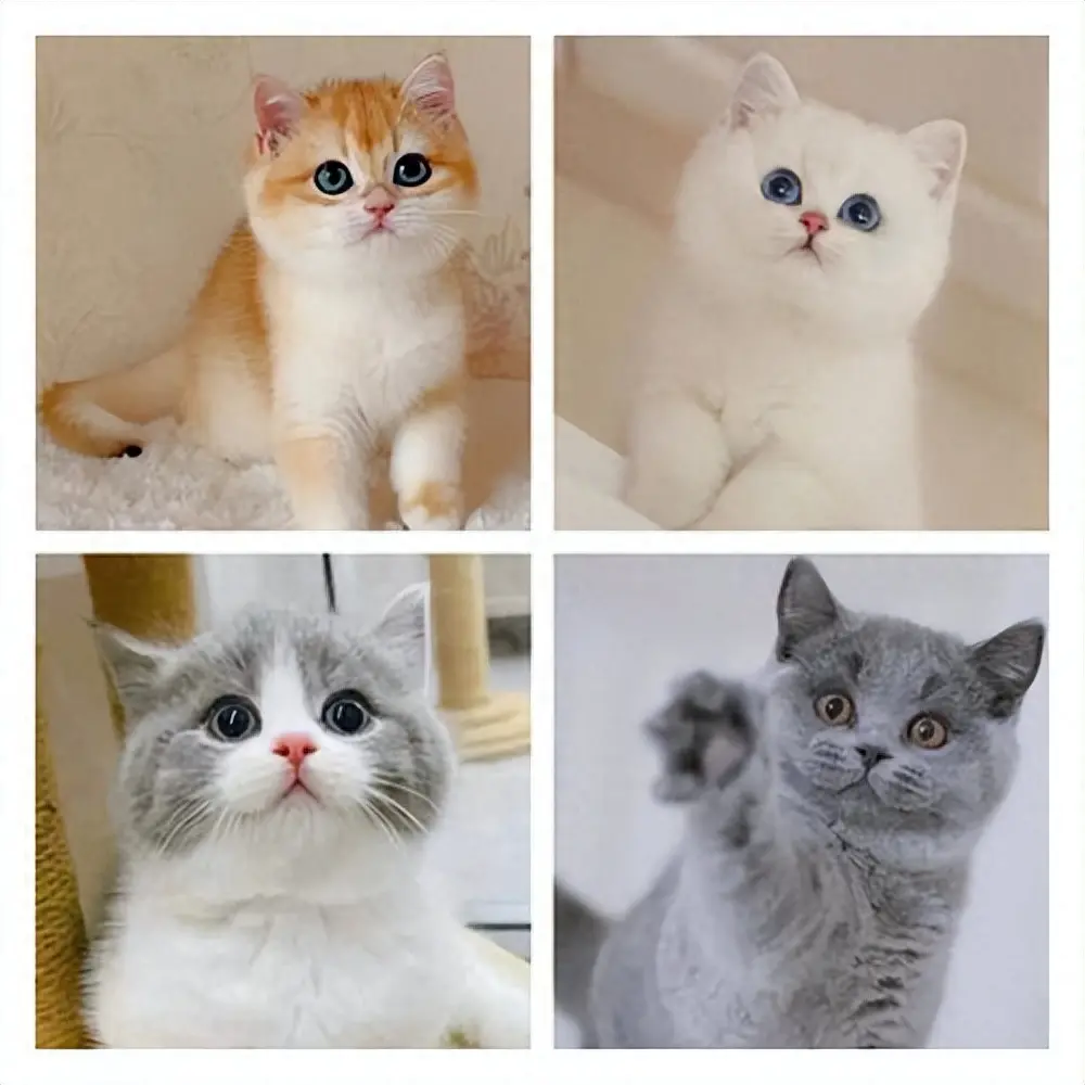 你是否正在寻找一只既可爱又好养的猫咪？这5种猫咪可以考虑一下