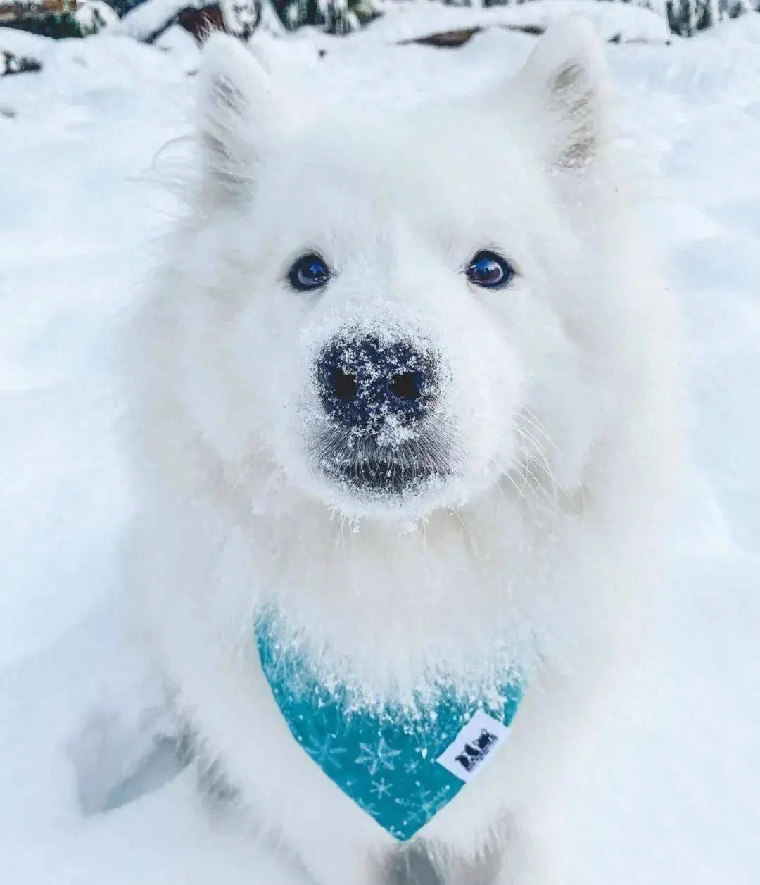 “萨摩耶”大揭秘！它是传奇的雪橇犬，距今已经有400年历史