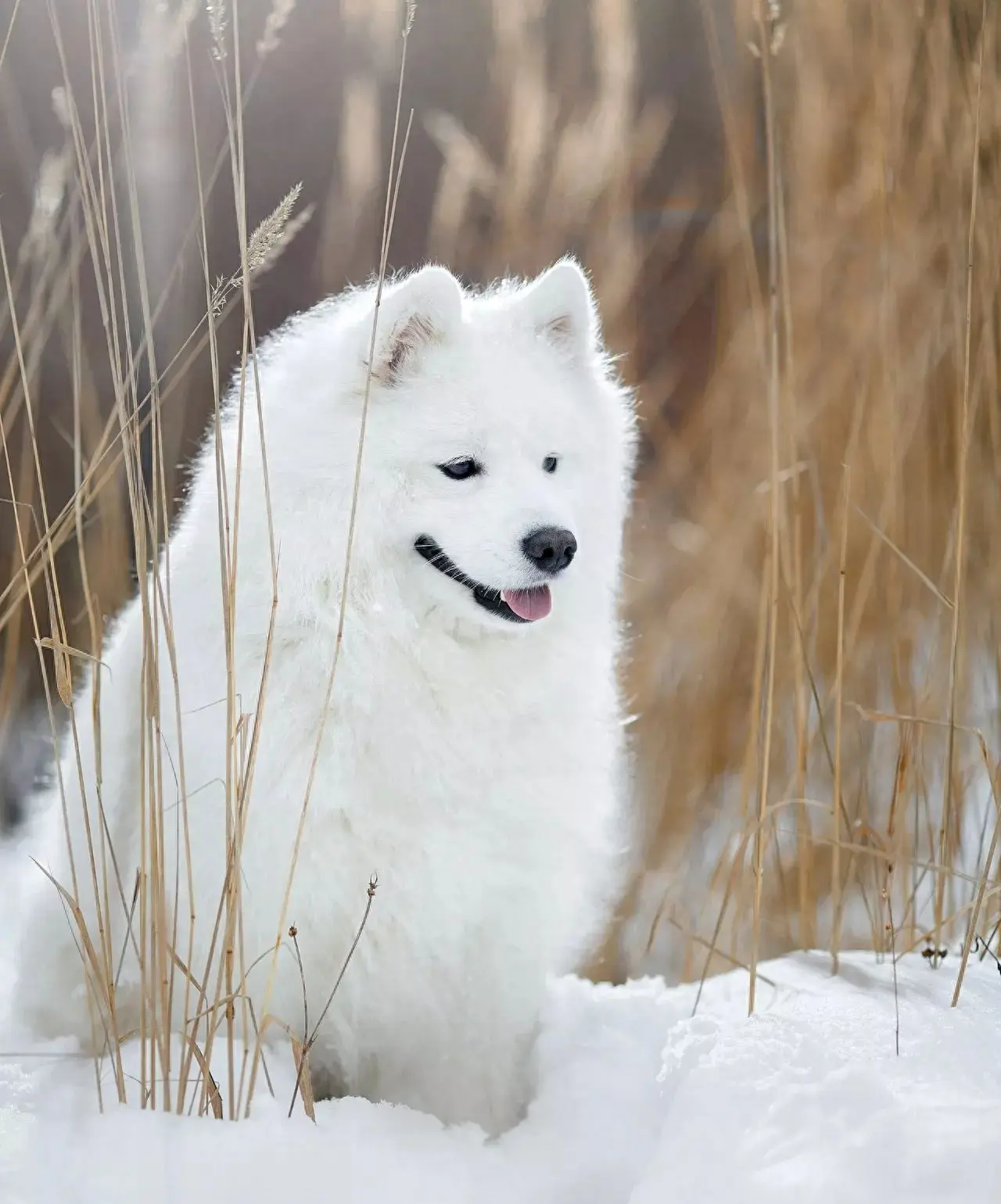 “萨摩耶”大揭秘！它是传奇的雪橇犬，距今已经有400年历史