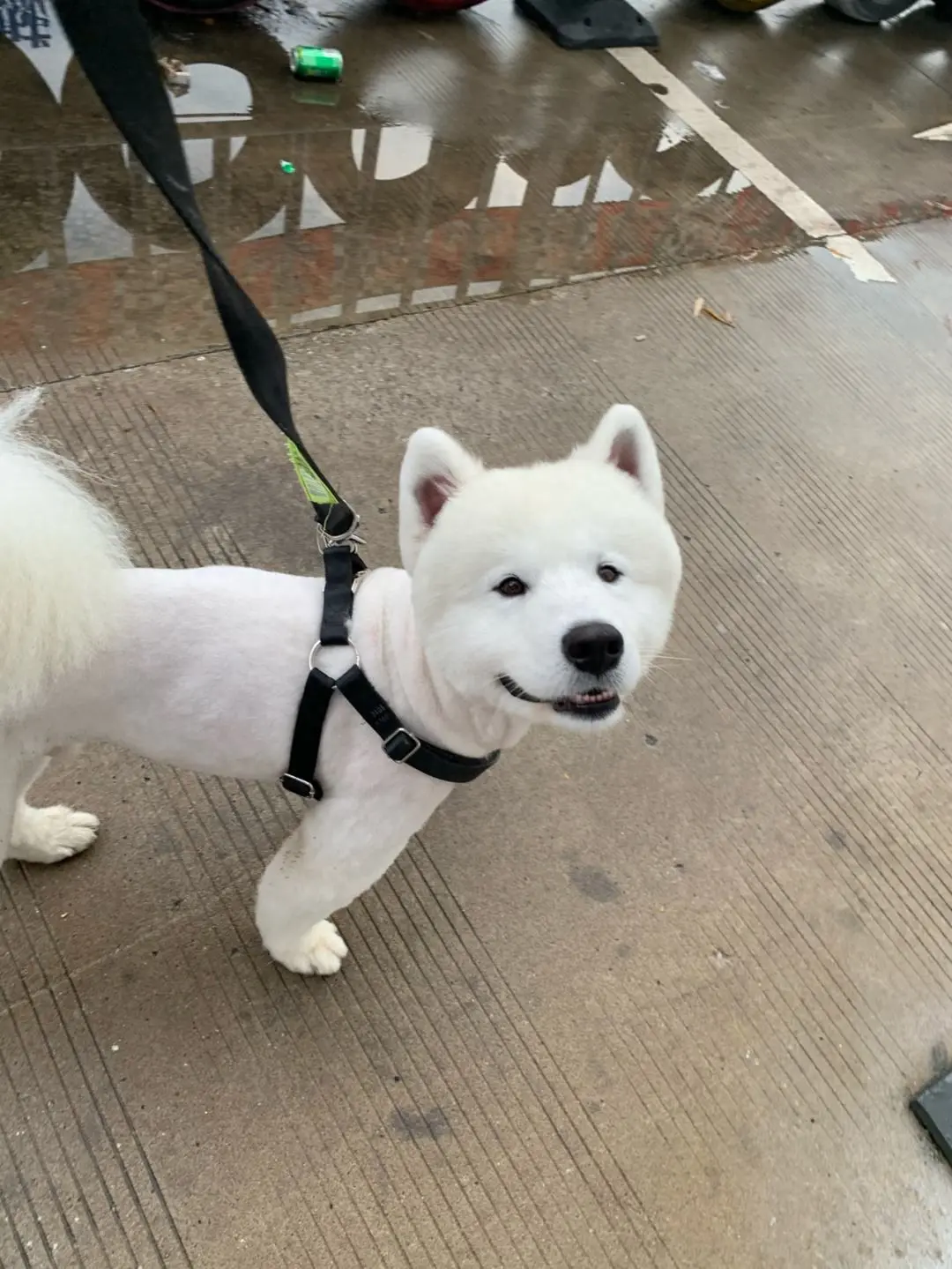 “萨摩耶”大揭秘！它是传奇的雪橇犬，距今已经有400年历史