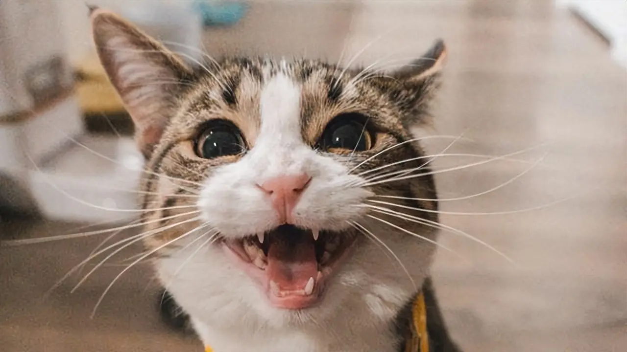 如果猫咪总是发出“喵喵”的叫声，这6个原因你可能忽略了！
