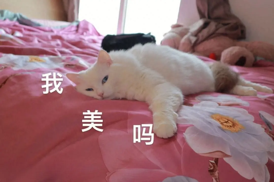 网友：因为上学把猫给父母养，放假回家，看到猫咪大变样！