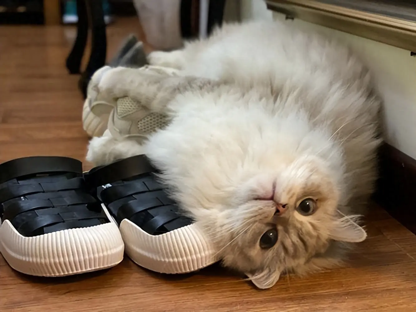 猫咪喜欢趴在主人的鞋子里，这种行为看似奇怪，原因有5个