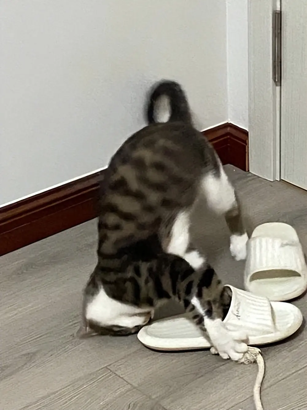 猫咪喜欢趴在主人的鞋子里，这种行为看似奇怪，原因有5个