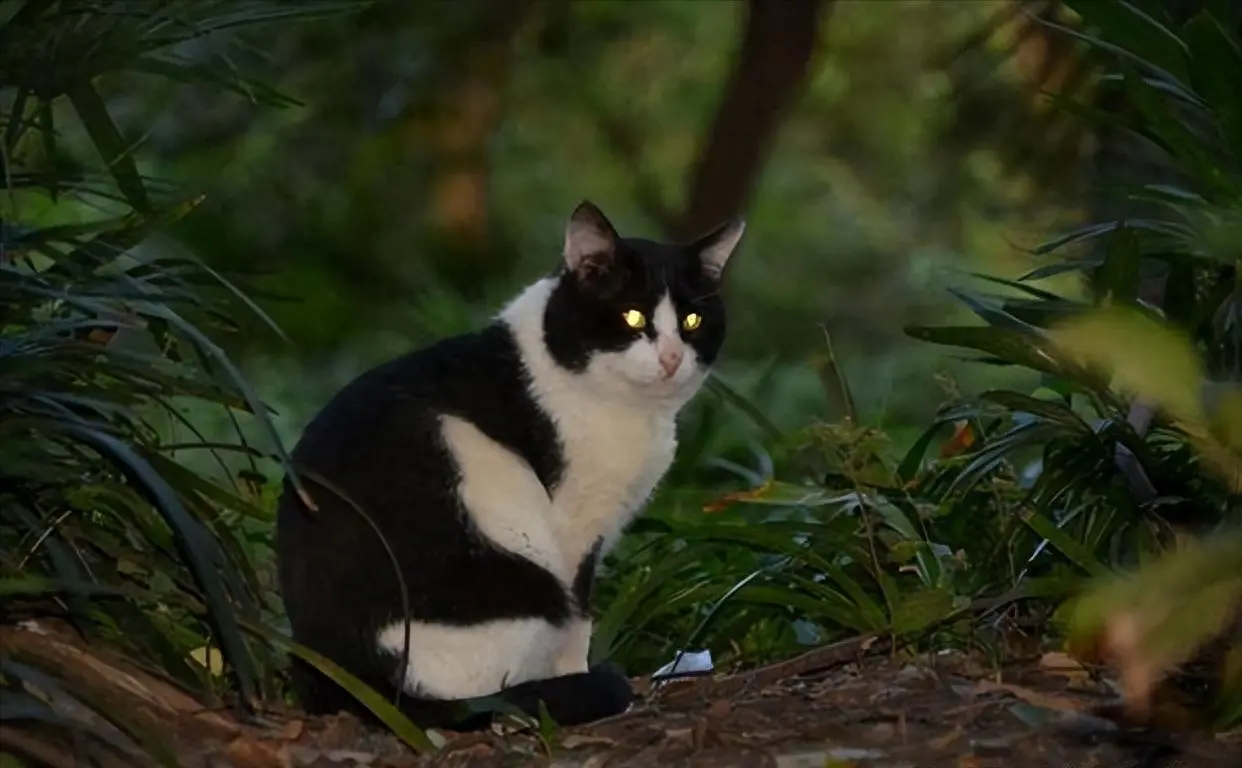 辟谣！一分钟了解关于养猫的错误常识，不妨花一分钟看看吧