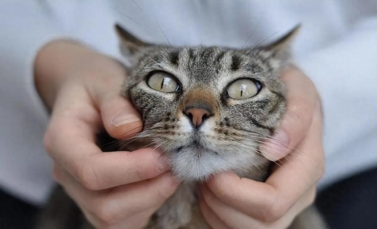 辟谣！一分钟了解关于养猫的错误常识，不妨花一分钟看看吧