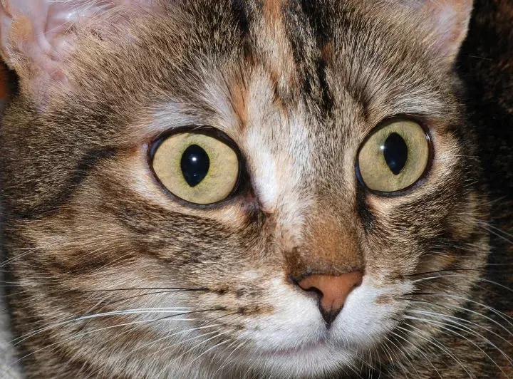 要是猫咪在你家过得“滋润”，会有这8大迹象，小细节就能看出来！