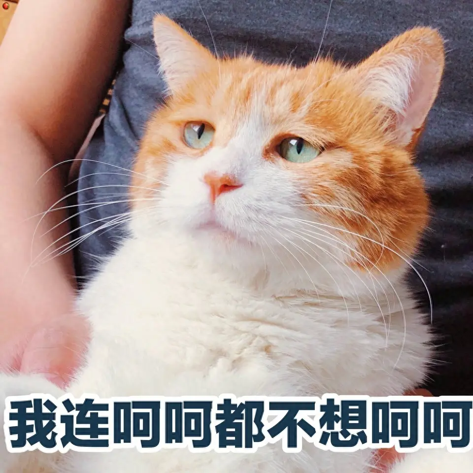 这9点，就是我不会再养猫的原因！