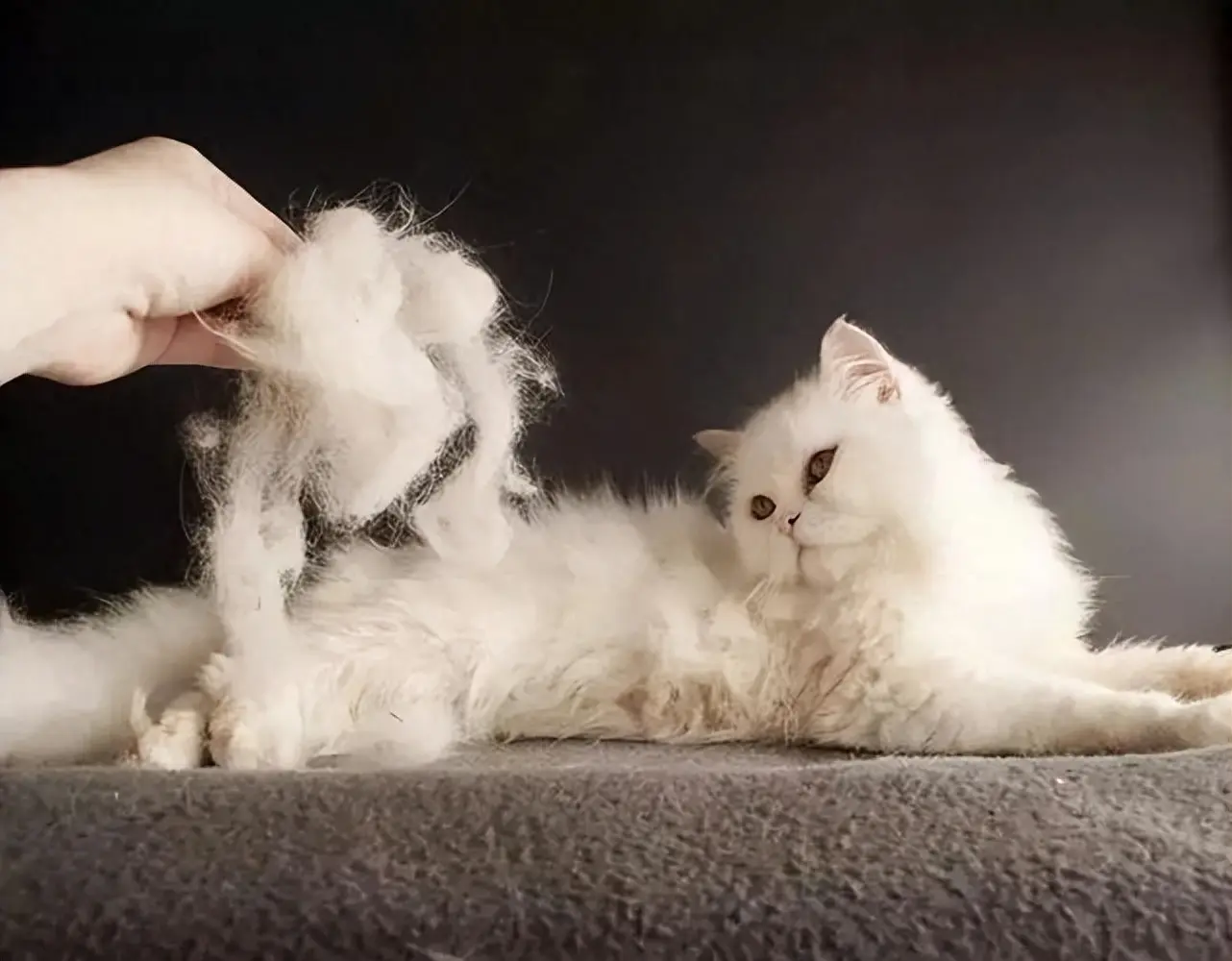 这9点，就是我不会再养猫的原因！