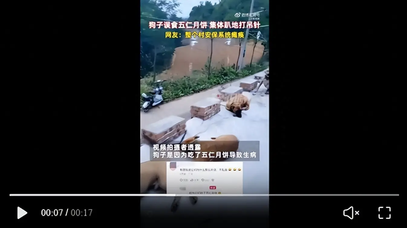 网友晒出了一段狗狗集体趴在地上打吊针的视频，原因竟是吃了五仁月饼