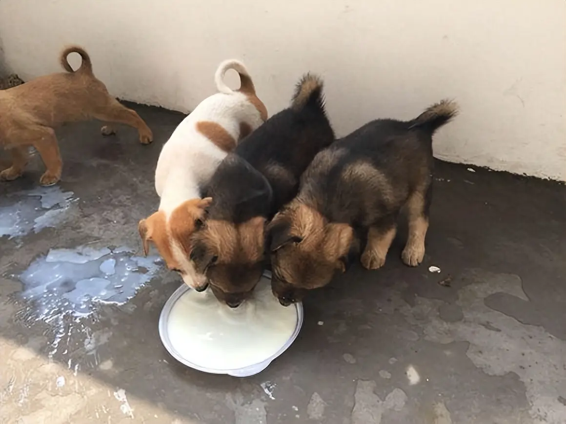 网友晒出了一段狗狗集体趴在地上打吊针的视频，原因竟是吃了五仁月饼