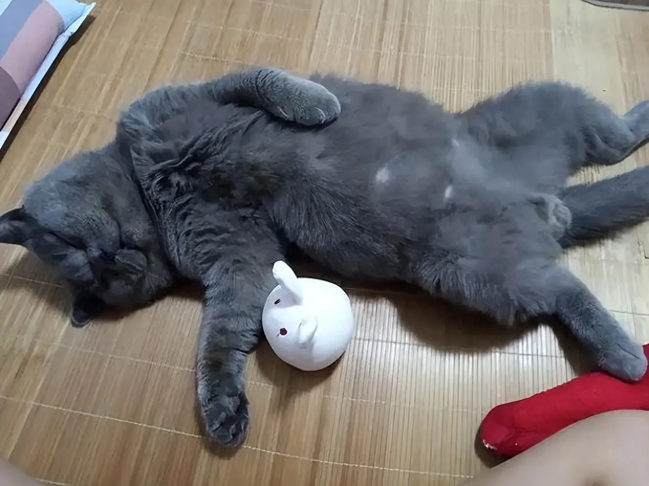 科普下关于公猫绝育后的变化，身体和性格都会发生不小的改变