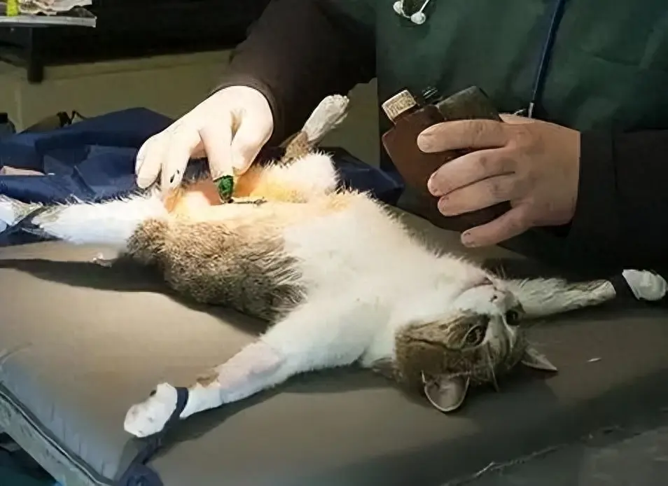 科普下关于公猫绝育后的变化，身体和性格都会发生不小的改变