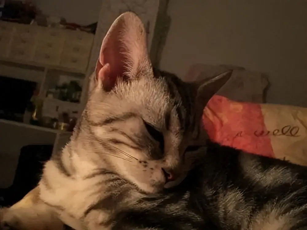 科普下关于公猫绝育后的变化，身体和性格都会发生不小的改变