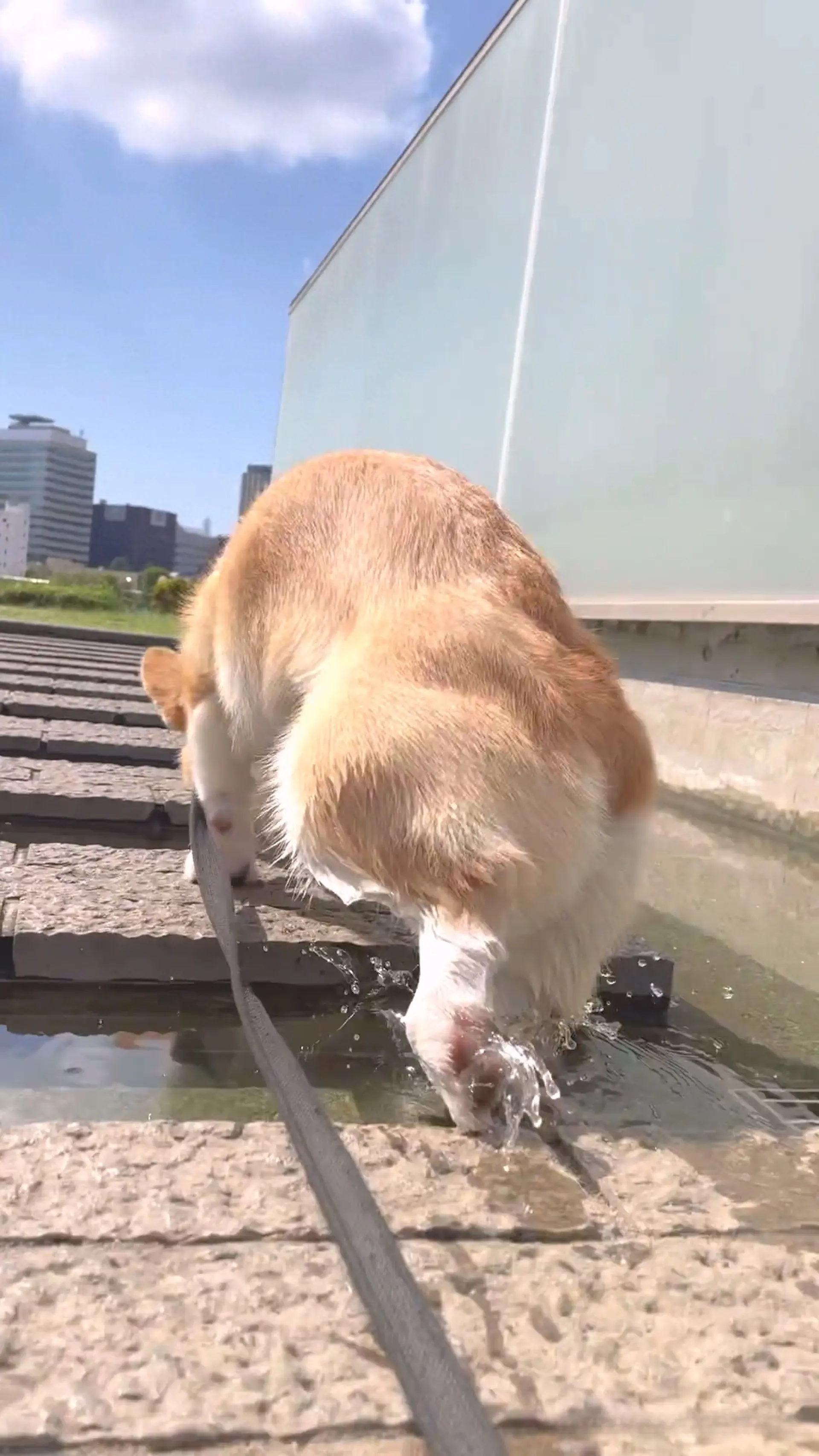 柯基扭屁屁连落水6次还懵着，网友调侃：它的跳跃技能没点满！