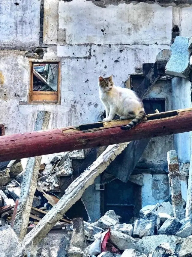 其实养猫有这十大好处，不禁让人惊叹