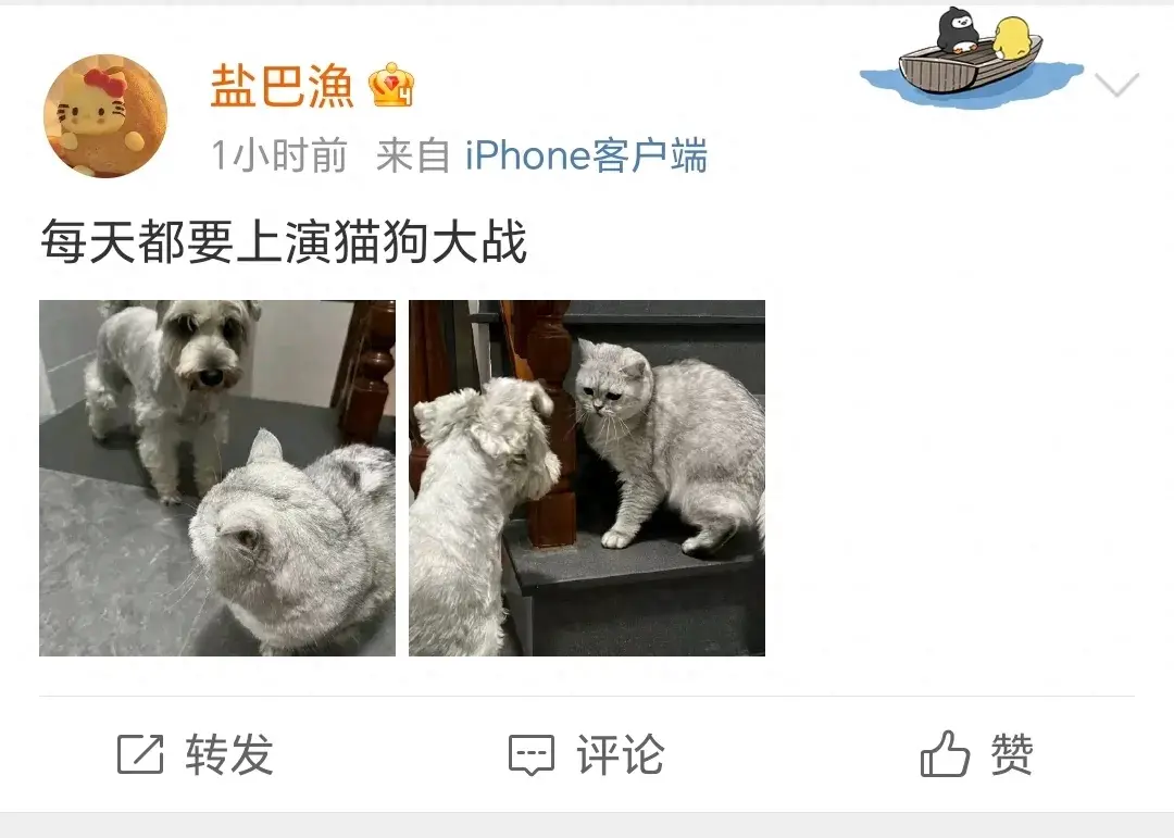 狗狗可以和猫咪一起养吗？看看网友家的，你就明白了！