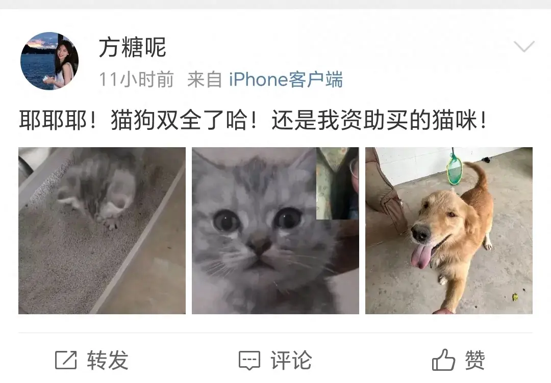 狗狗可以和猫咪一起养吗？看看网友家的，你就明白了！