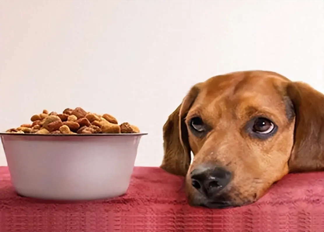 狗狗挑食怎么办？光饿着管用吗？