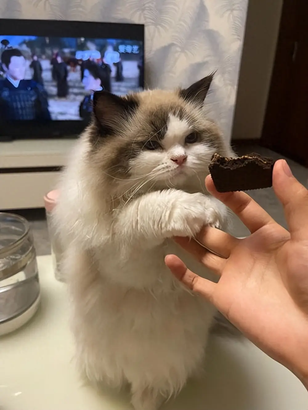 猫咪饮食误区：这些食物对猫咪来说是非常危险的