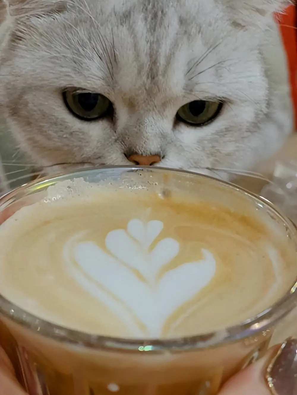 猫咪饮食误区：这些食物对猫咪来说是非常危险的