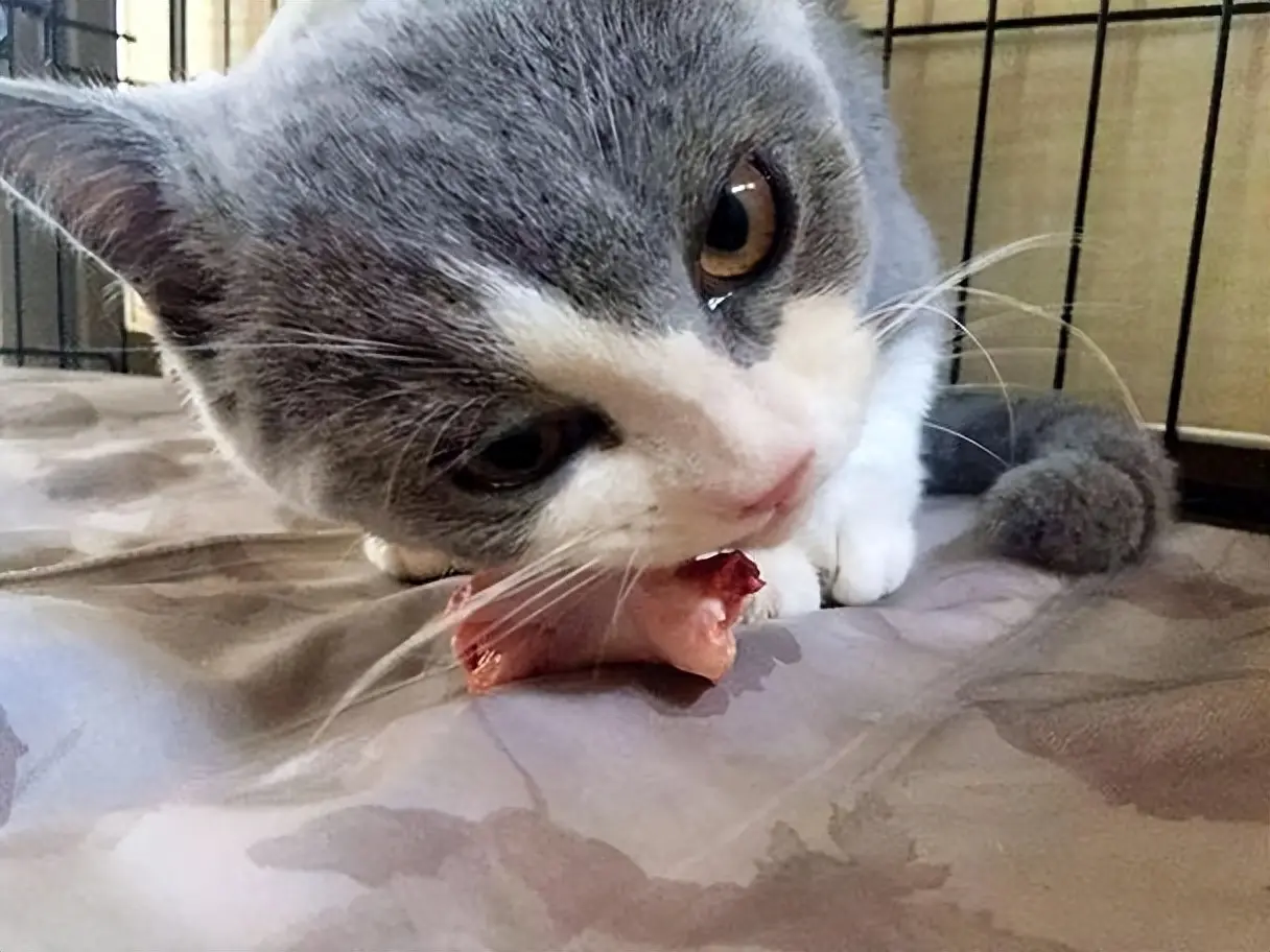 猫咪饮食误区：这些食物对猫咪来说是非常危险的