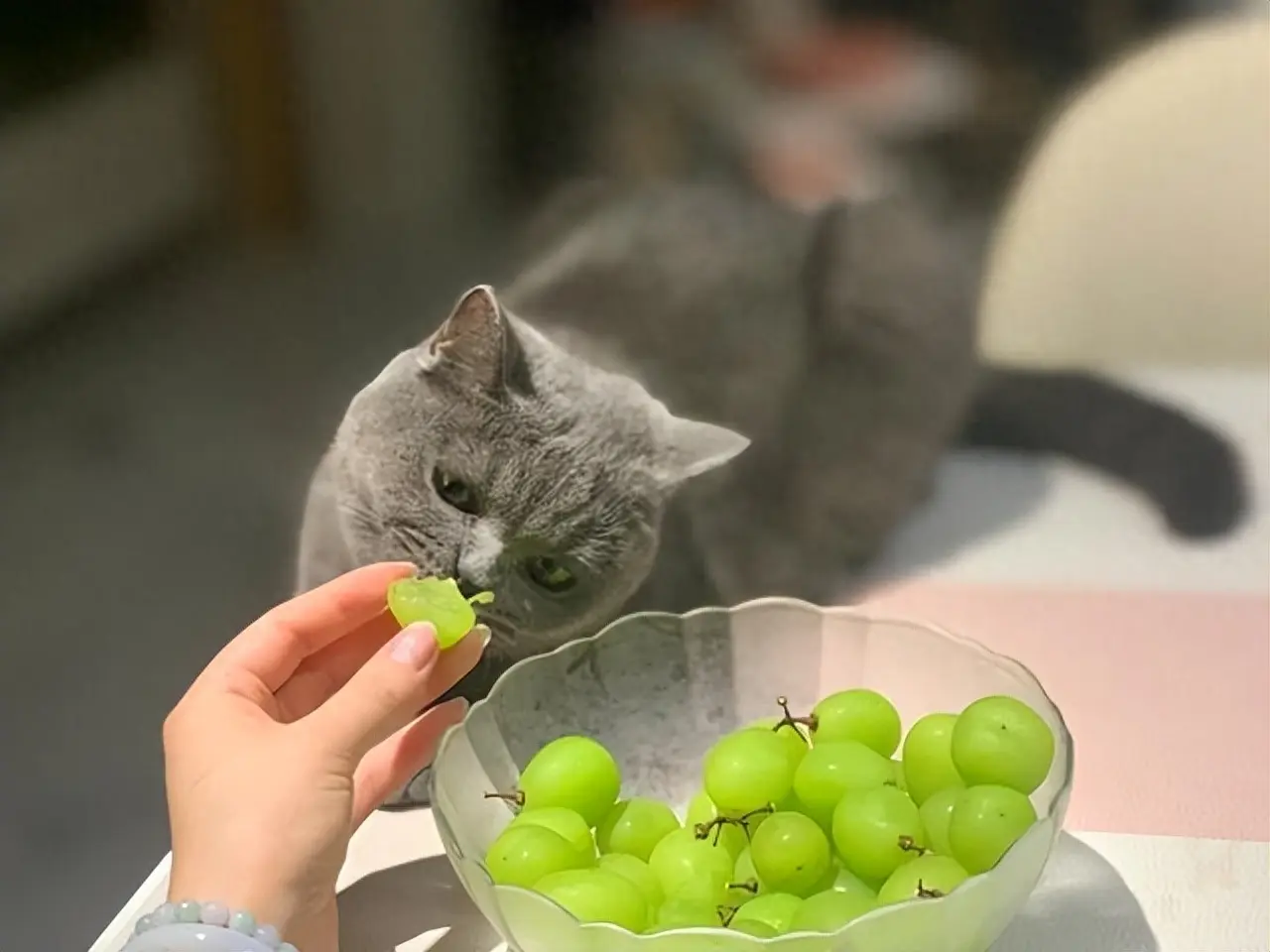 猫咪饮食误区：这些食物对猫咪来说是非常危险的