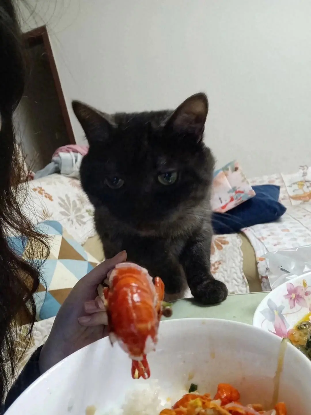 猫咪饮食误区：这些食物对猫咪来说是非常危险的