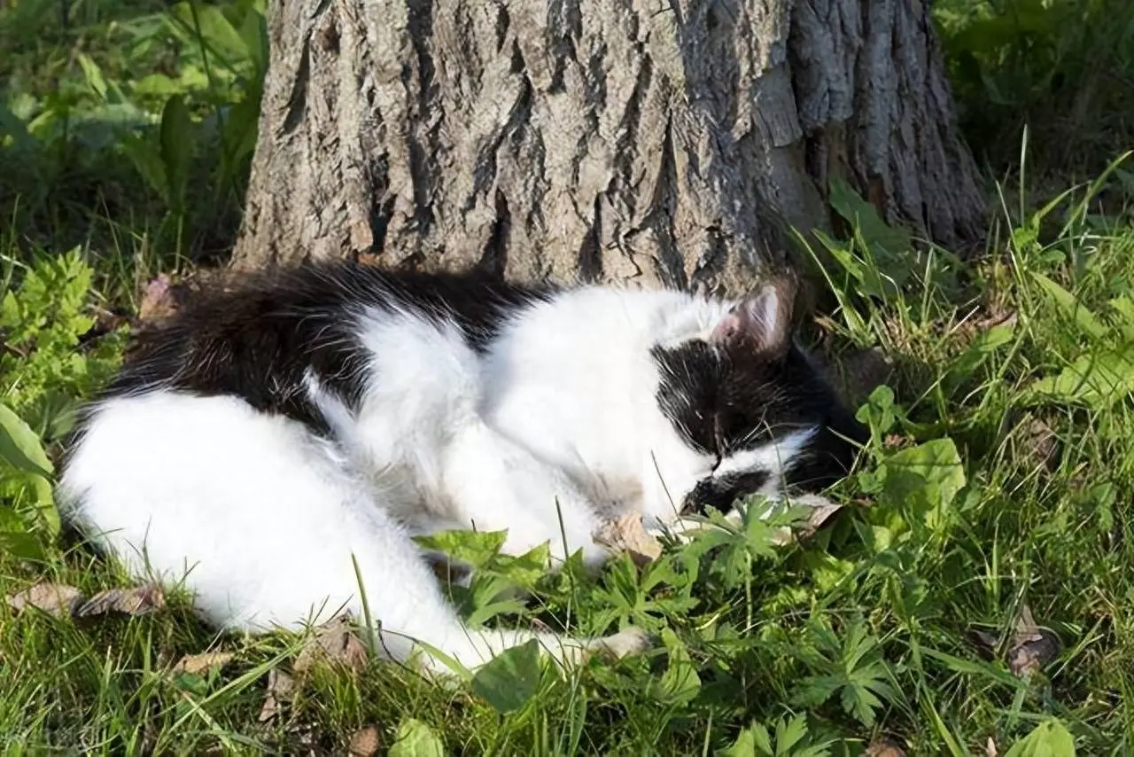 虽然养猫的好处真的很多，但是真的不能把猫神圣化了