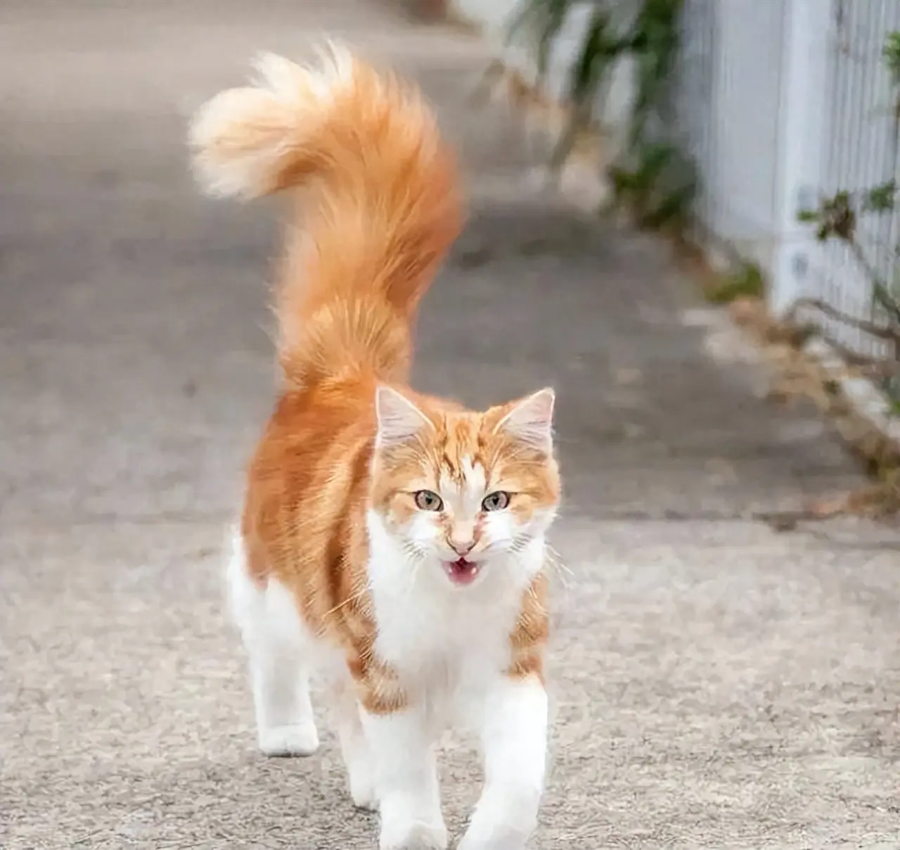 从猫咪的尾巴能看出猫咪的心情，这是绝对不会错的